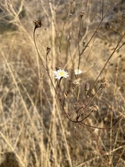 Malacothrix saxatilis