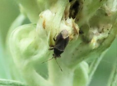 Stygnocoris rusticus