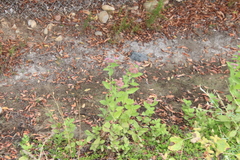 Pluchea odorata odorata