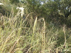 Bothriochloa barbinodis