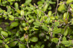 Hibbertia aspera