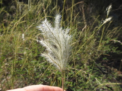 Bothriochloa barbinodis