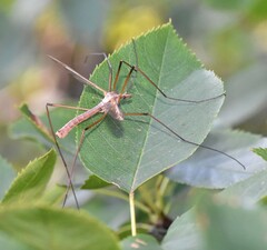 Tipula