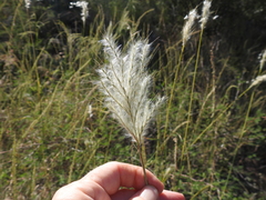Bothriochloa barbinodis