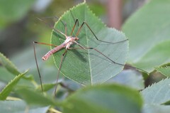 Tipula