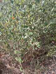 Brickellia californica