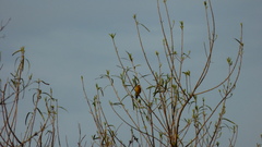 Sporophila caerulescens