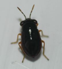 Geocoris uliginosus