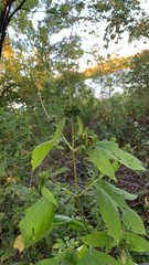 Ambrosia trifida trifida