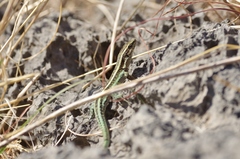 Anatololacerta pelasgiana