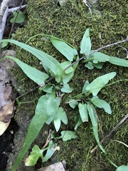 Asplenium rhizophyllum