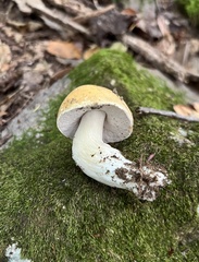 Boletus nobilis