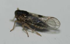 Chionomus puellus