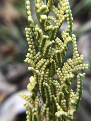 Sceptridium dissectum dissectum