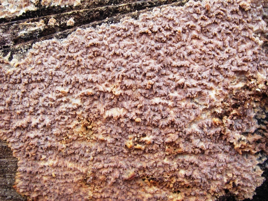 Hydnochaete