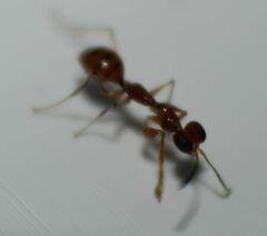 Dryinidae