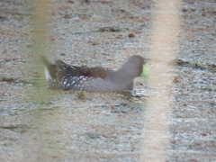 Porphyriops melanops