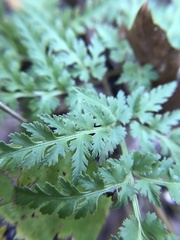 Sceptridium dissectum dissectum