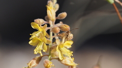 Hoffmannseggia microphylla