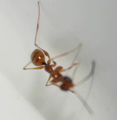 Dryinidae