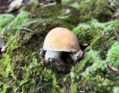 Boletus nobilis