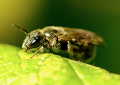 Dialictus