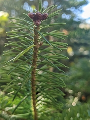 Abies balsamea image