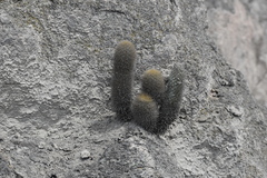 Haageocereus pseudomelanostele