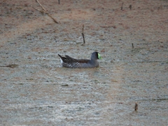 Porphyriops melanops