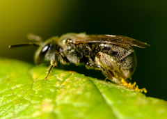 Dialictus