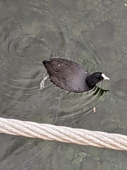 Fulica atra australis