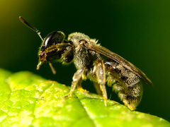 Dialictus