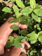 Callisia cordifolia