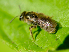 Dialictus