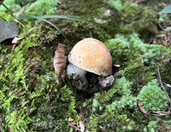 Boletus nobilis