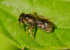 Dialictus