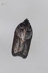 Acleris celiana