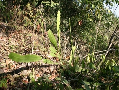 Hylocereeae