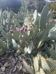 Opuntia lindheimeri