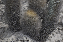 Haageocereus pseudomelanostele