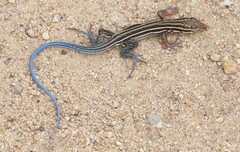 Aspidoscelis hyperythrus