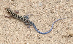 Aspidoscelis hyperythrus