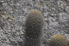 Haageocereus pseudomelanostele