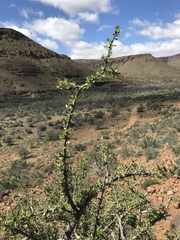 Gymnosporia buxifolia