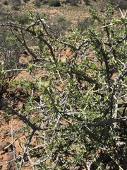 Gymnosporia buxifolia