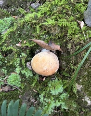 Boletus nobilis