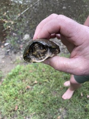 Sternotherus peltifer