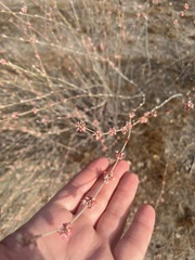 Eriogonum elongatum