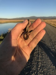 Thamnophis elegans elegans