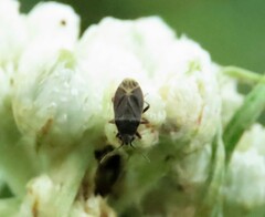 Stygnocoris rusticus